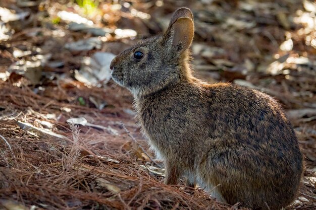 Foto close-up van een eekhoorn op het land