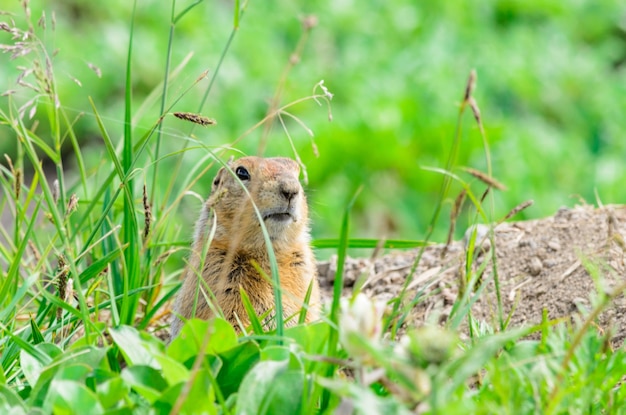 Close-up van een eekhoorn op het veld