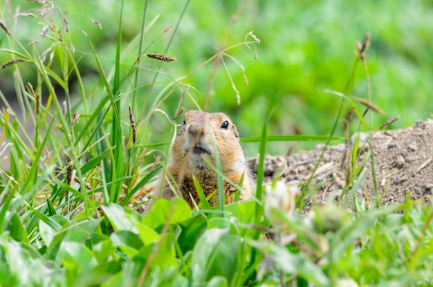 Close-up van een eekhoorn op het veld
