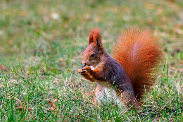 Foto close-up van een eekhoorn op het veld