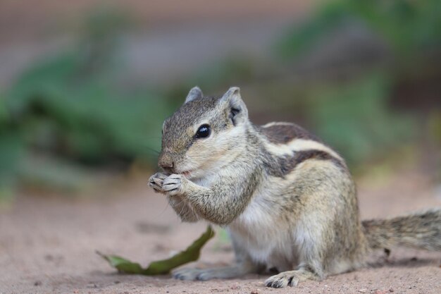 Foto close-up van een eekhoorn op het veld