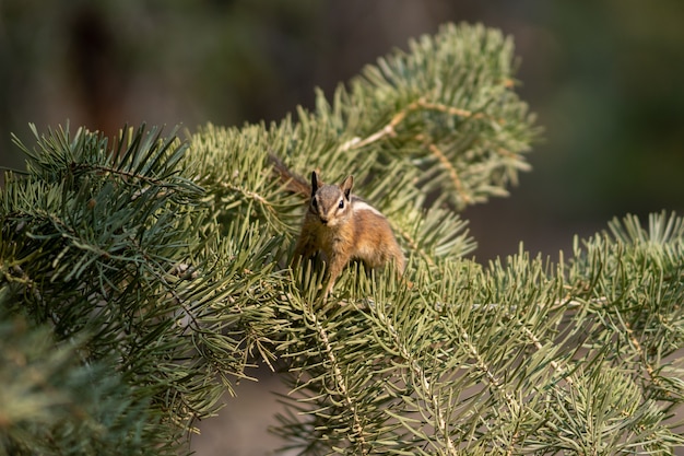 Close-up van een eekhoorn op pijnboomtakken onder het zonlicht met een wazige achtergrond