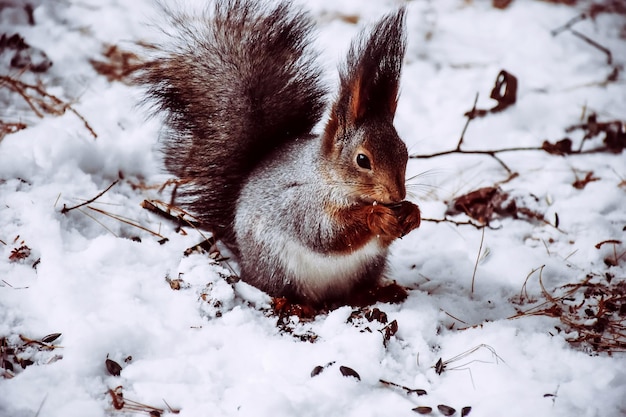 Close-up van een eekhoorn op sneeuw tijdens de winter