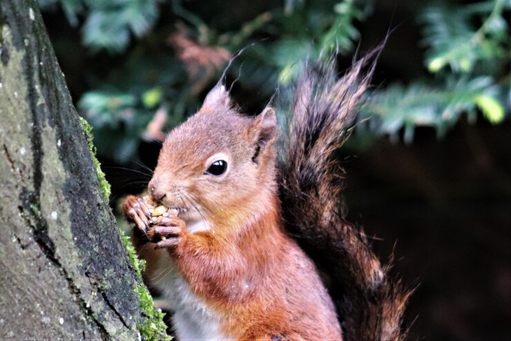 Foto close-up van een eekhoorn