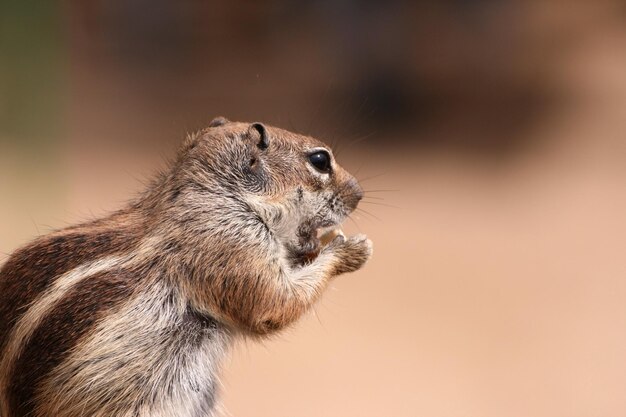 Foto close-up van een eekhoorn