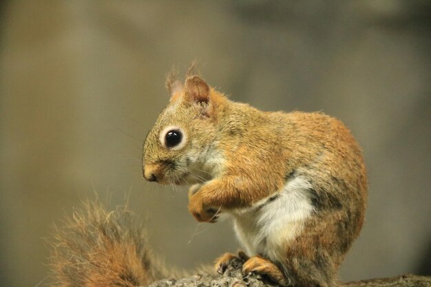 Foto close-up van een eekhoorn