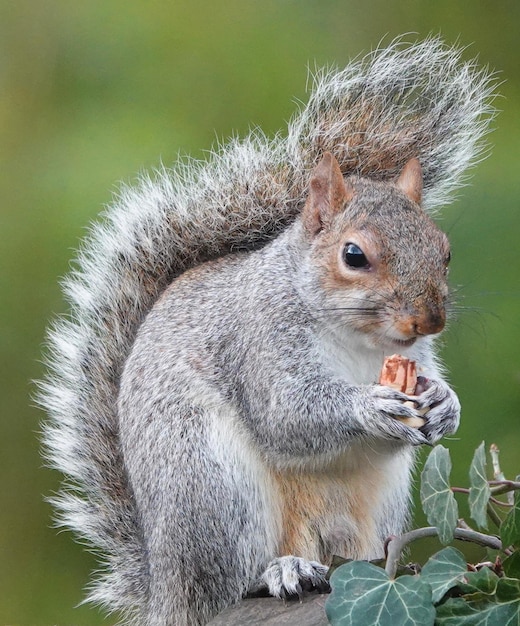 Foto close-up van een eekhoorn