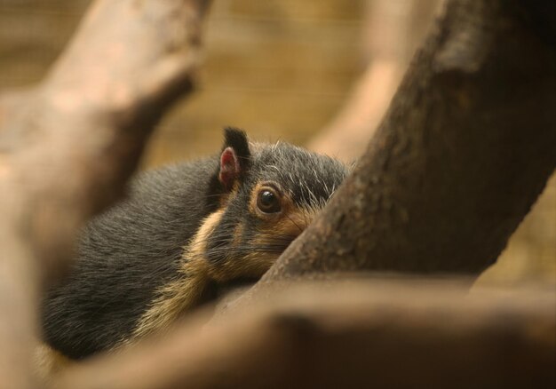 Foto close-up van een eekhoorn