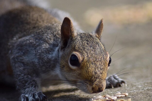 Foto close-up van een eekhoorn