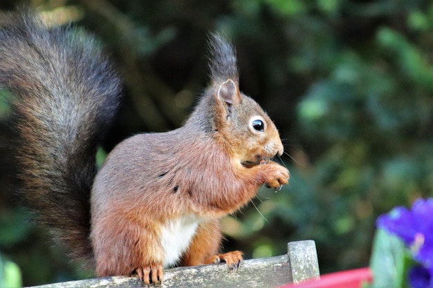 Foto close-up van een eekhoorn