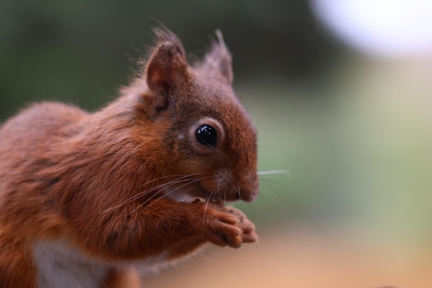 Foto close-up van een eekhoorn