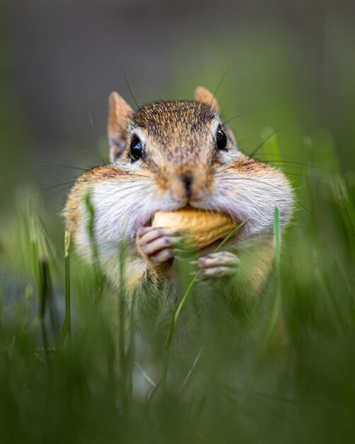 Foto close-up van een eekhoorn