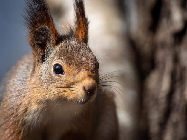 Foto close-up van een eekhoorn