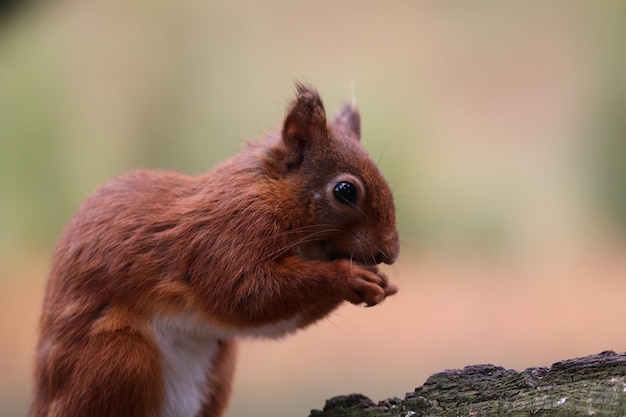 Foto close-up van een eekhoorn