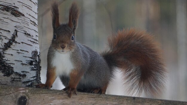 Foto close-up van een eekhoorn