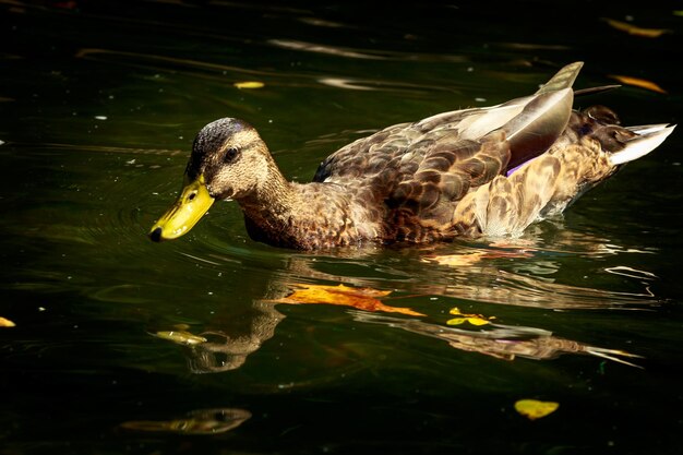 Foto close-up van een eend die in een meer zwemt