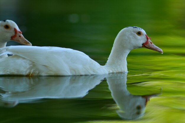 Close-up van een eend die in een meer zwemt