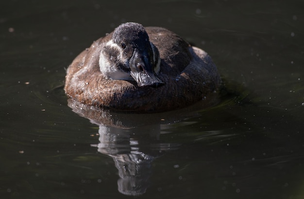 Close-up van een eend die in een meer zwemt