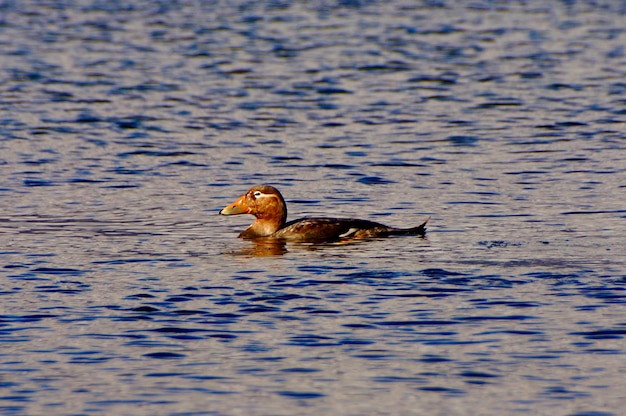 Close-up van een eend die op een meer zwemt