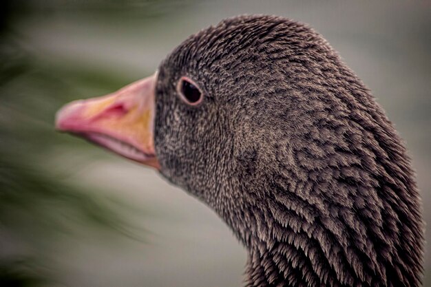 Foto close-up van een eend in de buitenlucht