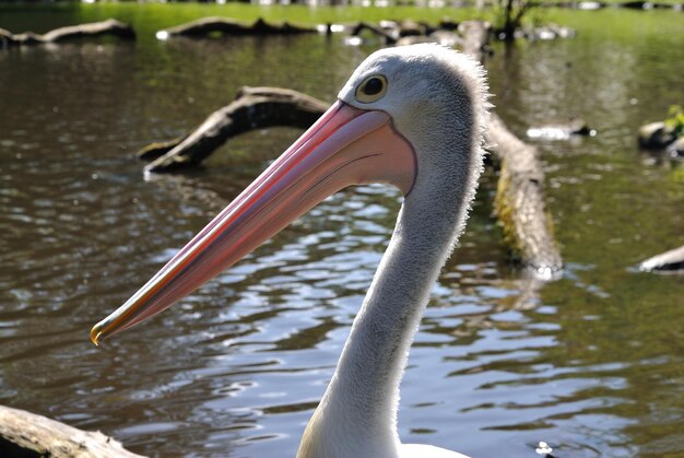 Foto close-up van een eend in een meer