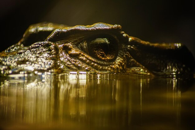 Foto close-up van een eend in een meer