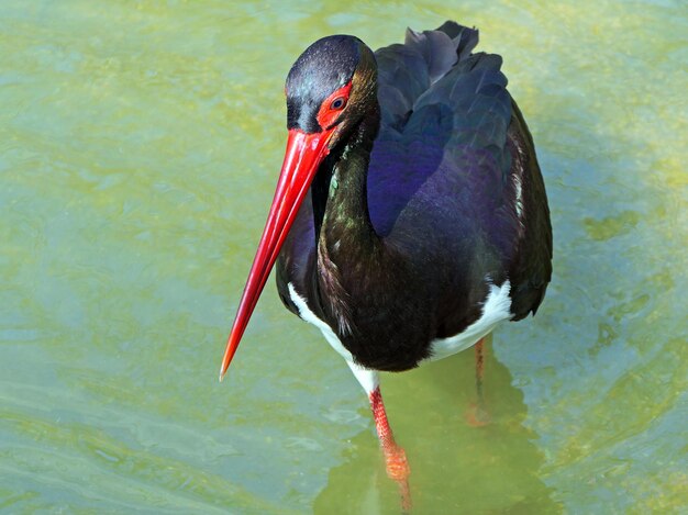 Foto close-up van een eend in een meer