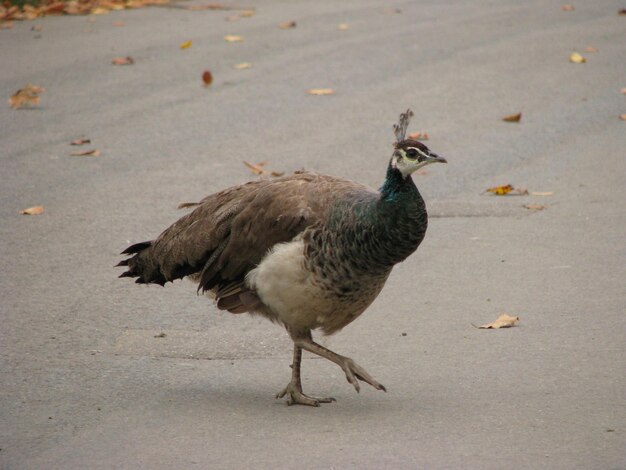 Foto close-up van een eend op de weg