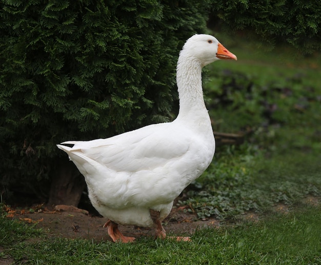 Close-up van een eend op een grasveld