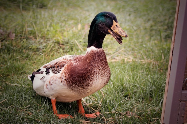 Close-up van een eend op het gras