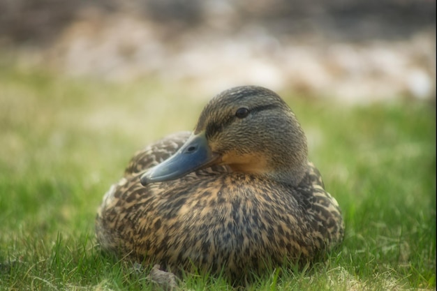 Foto close-up van een eend op het veld