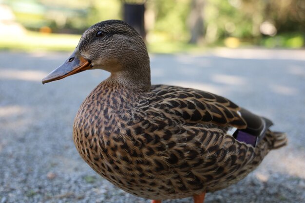 Foto close-up van een eend