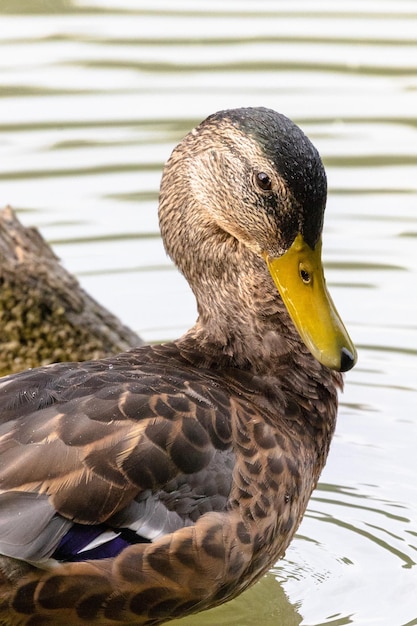 Foto close-up van een eend.