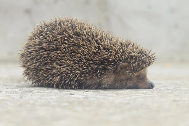 Close-up van een egel die ontspant op een voetpad