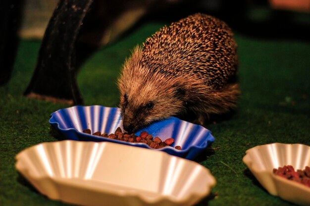 Foto close-up van een egel die zaden op een bord eet