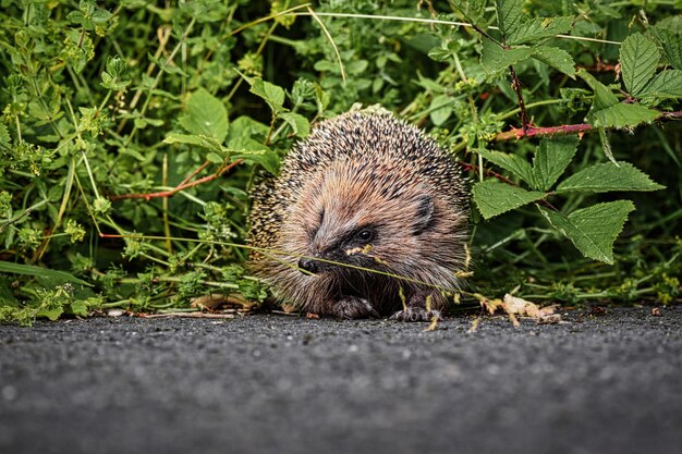 Foto close-up van een egel op de weg