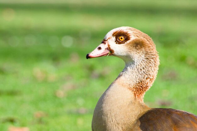 close-up van een Egyptische gans