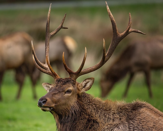 Close-up van een eland op het veld