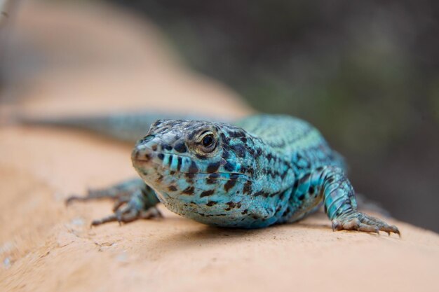 Close up van een endemische groene hagedis uit Formentera