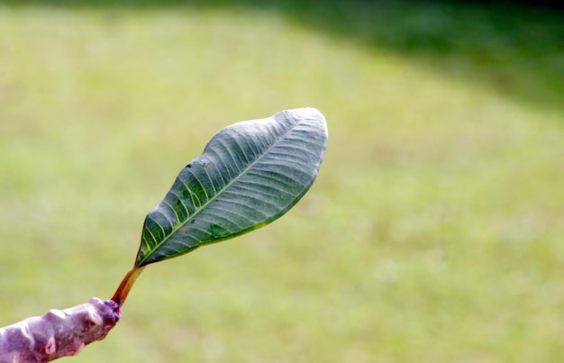 Close-up van een enkel Adenium blad ook bekend als woestijn roos bloem