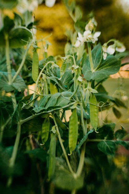 Foto close-up van een erwtenplant die op het veld groeit