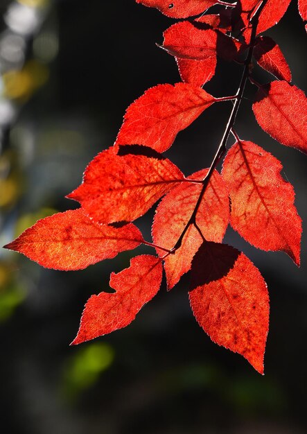 Foto close-up van een esdoornblad in de herfst