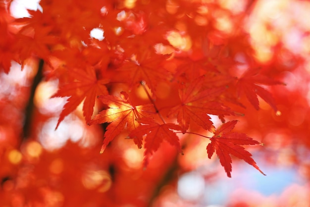 Close-up van een esdoornboom in de herfst