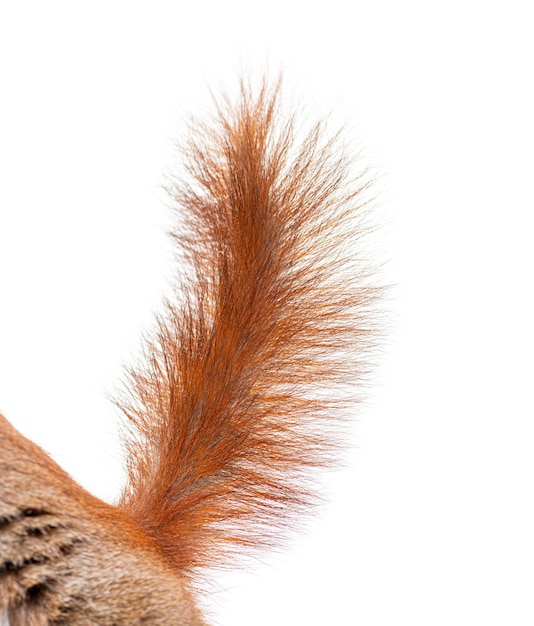 Close-up van een Euraziatische rode eekhoornstaart sciurus vulgaris