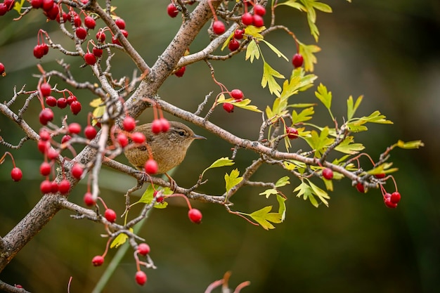 Close-up van een Euraziatische winterkoninkje troglodytes troglodytes vogel zingen in een bos tijdens de lente