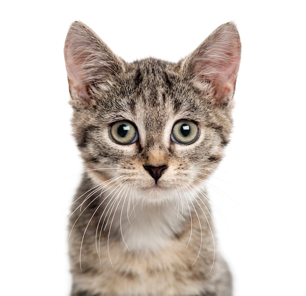 Close-up van een Europese korthaar kitten kijken de camera geïsoleerd op wit