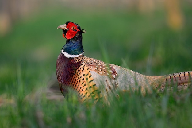 Close-up van een fazant die op een grasveld zit