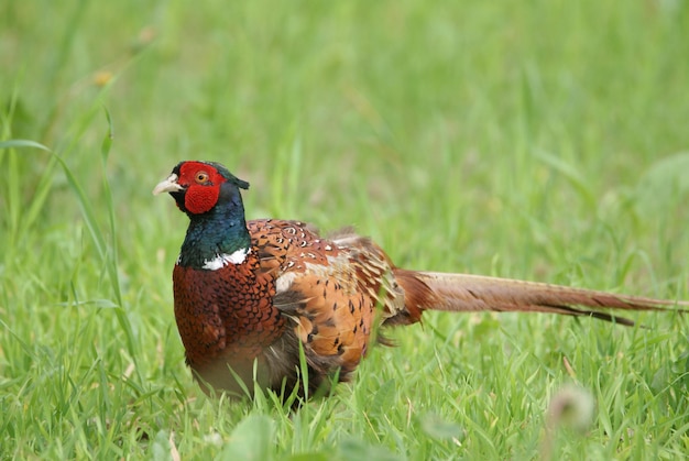 Close-up van een fazant die op het veld zit