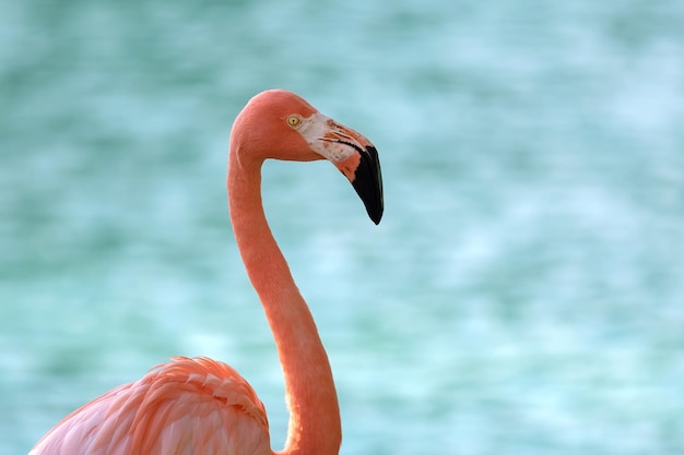 Close up van een flamingo geïsoleerd op blauw water