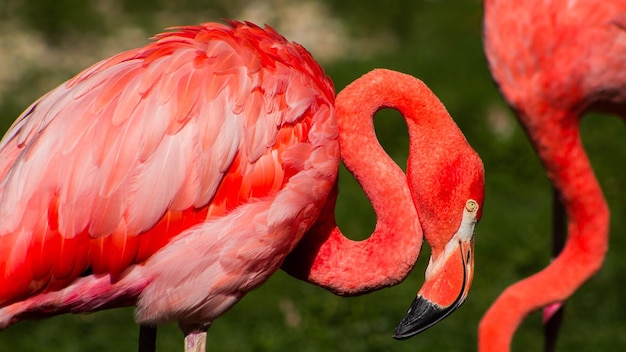 Foto close-up van een flamingo op het veld